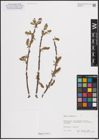 Foto von Salix cinerea L.